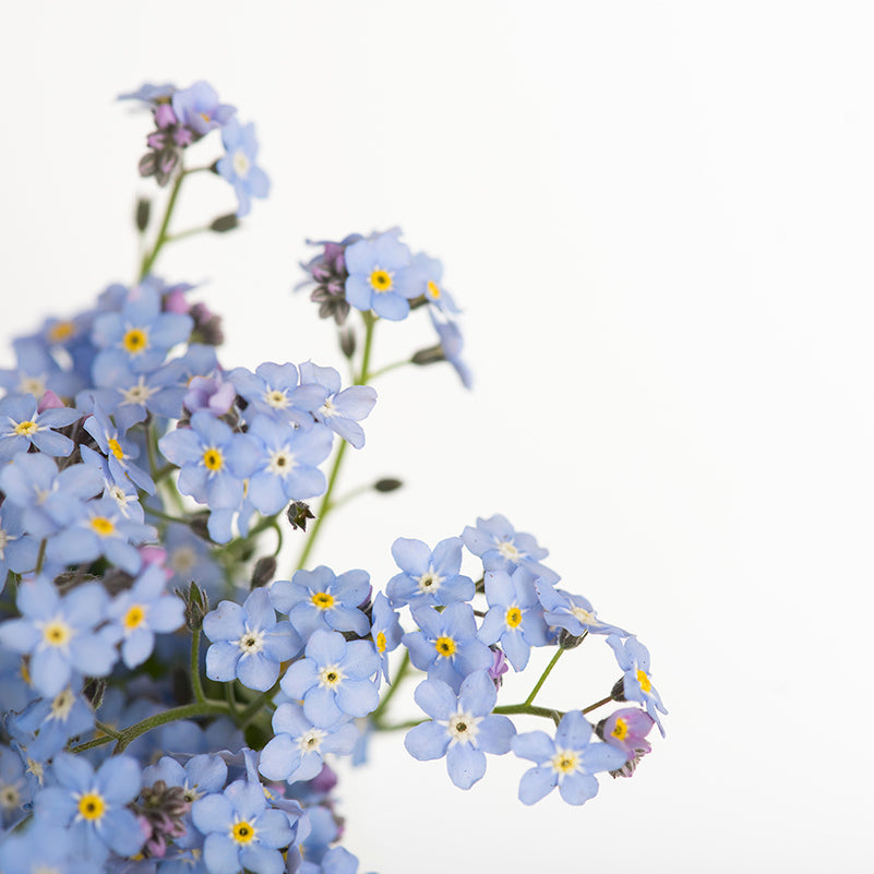 Farewell Forget-me-not Patterns!